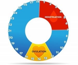 calcular dia de ovulacion para quedar embarazada