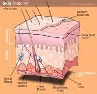 anatomia de la piel