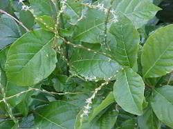planta anamu