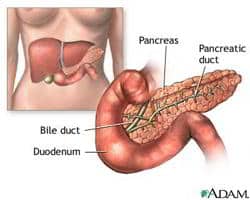 diabetes pancreas
