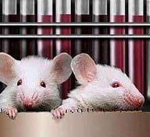 ratones de laboratorio