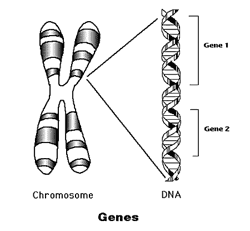 genes