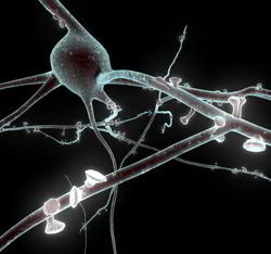 cerebro neuronas