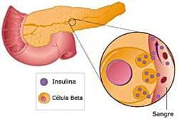 insulina pancreas célula beta