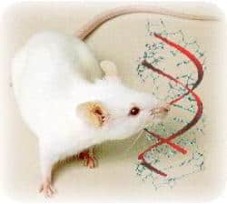 raton blanco laboratorio