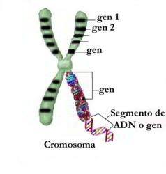 gen cromosoma