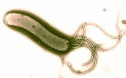 bacteria helicobacter pylori