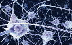 celulas nerviosas
