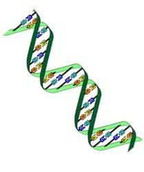 ADN gen