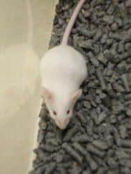 raton de laboratorio