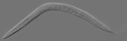 caenorhabditis elegans