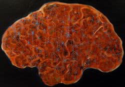 pintura del cerebro y neuronas
