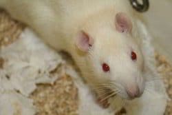 ratón de laboratorio
