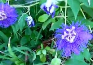 remedio flor de la pasión - Passiflora Incarnata