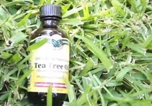remedio aceite del árbol del te