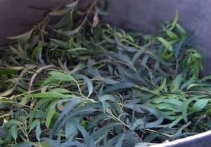 remedio hojas de eucalipto