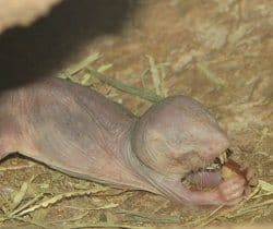 rata topo desnuda comiendo