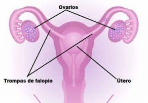 ovulación en el embarazo