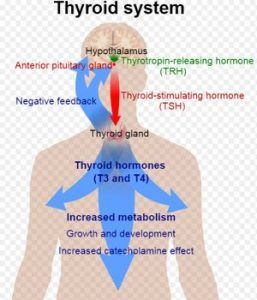 sistema de la tiroide