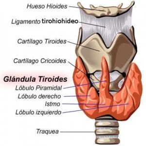 localización de las tiroides