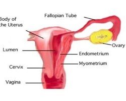 menstruación