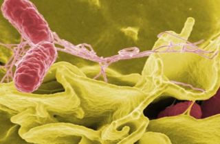 infección bacteria Helicobacter Pylori