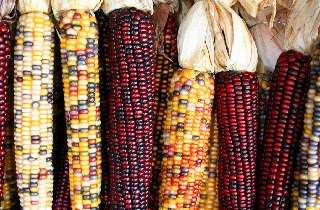 maíz modificado genéticamente