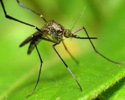 mosquito y virus Zika