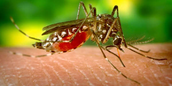 mosquito virus zika