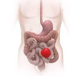 fructosa en intestinos y sistema digestivo