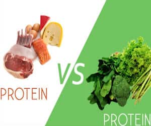 proteína origen animal contra la proteína de origen vegetal