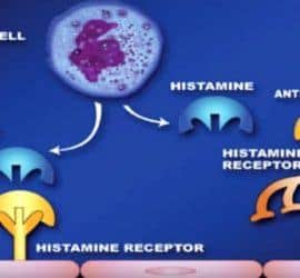 células histamina y anti-histamina