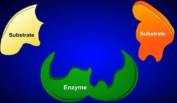 cómo trabajan las enzimas