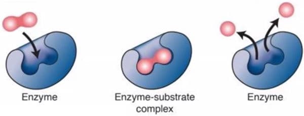 enzimas tipos