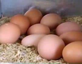 huevos de gallina