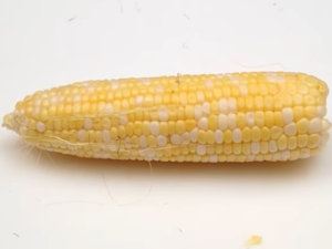 mazorca de maíz