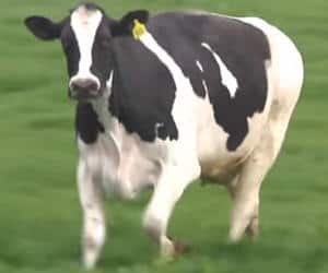 vaca lechera