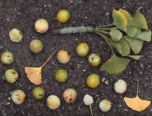 hojas y semillas del ginkgo biloba